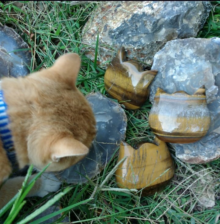 Stones from Uruguay - Tiger Eye Cat Head Cabochons for Metaphysical